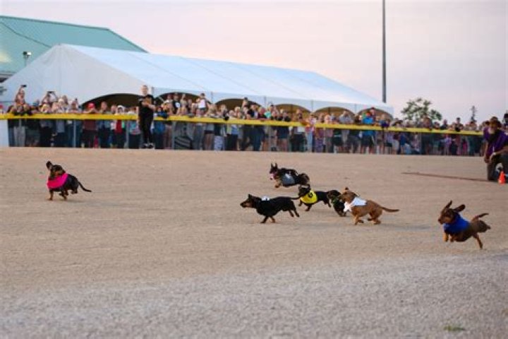 Wiener Dog Races and Family Fun Day - Louisiana Downs Casino & Racetrack